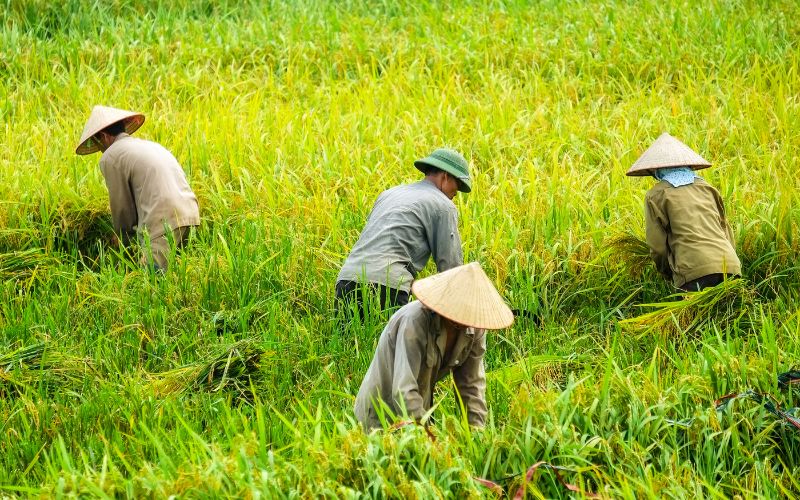 Easy Rider Da Lat Motorbike tour to Ho Chi Minh